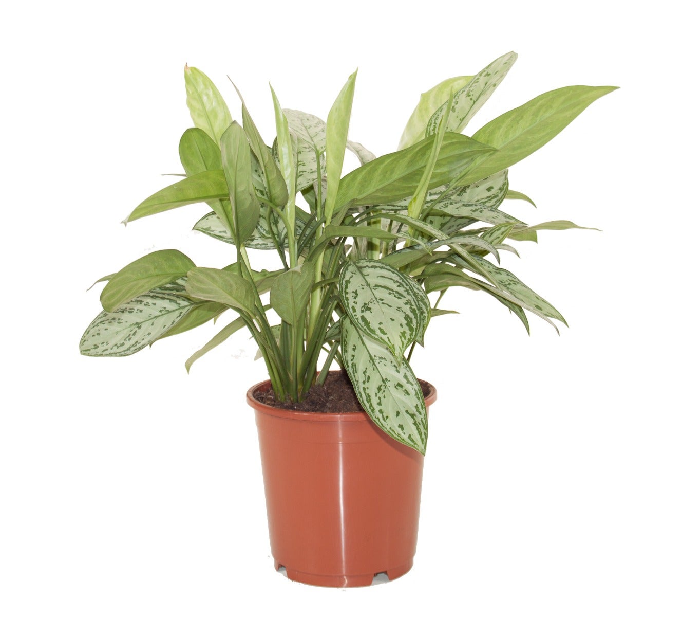 Aglaonema ‘Silver Queen’