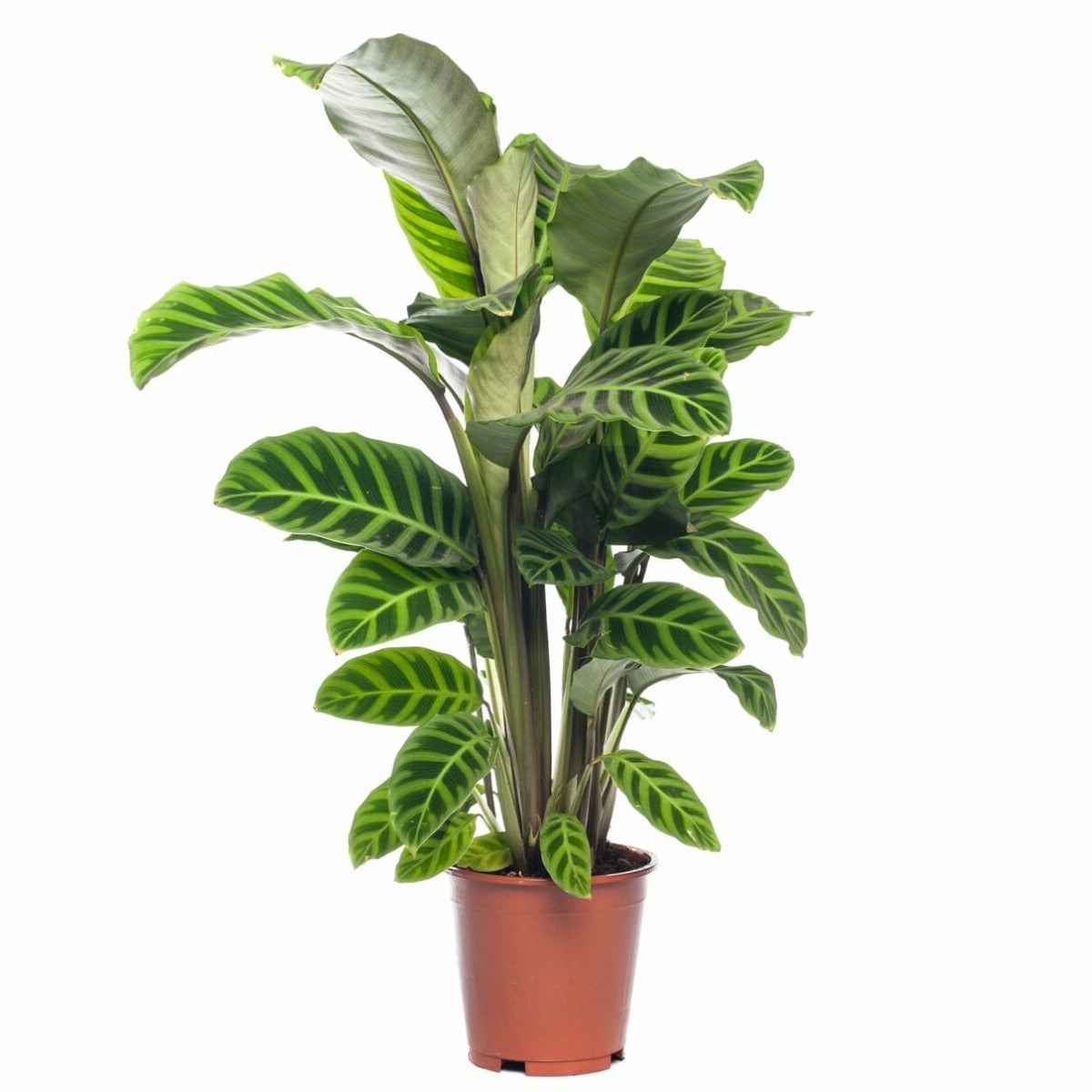 Calathea zebrina