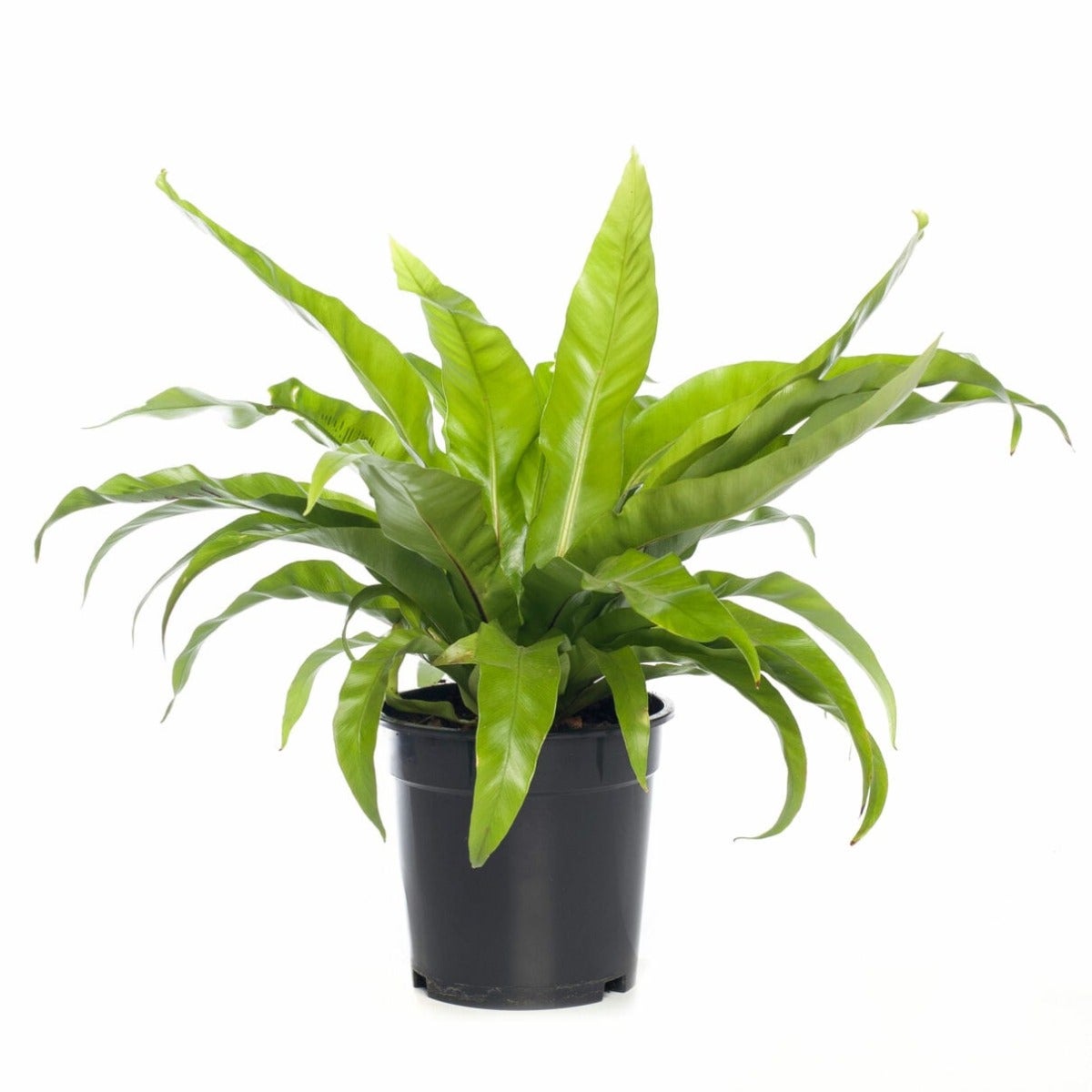 Nestvaren (Asplenium antiquum)