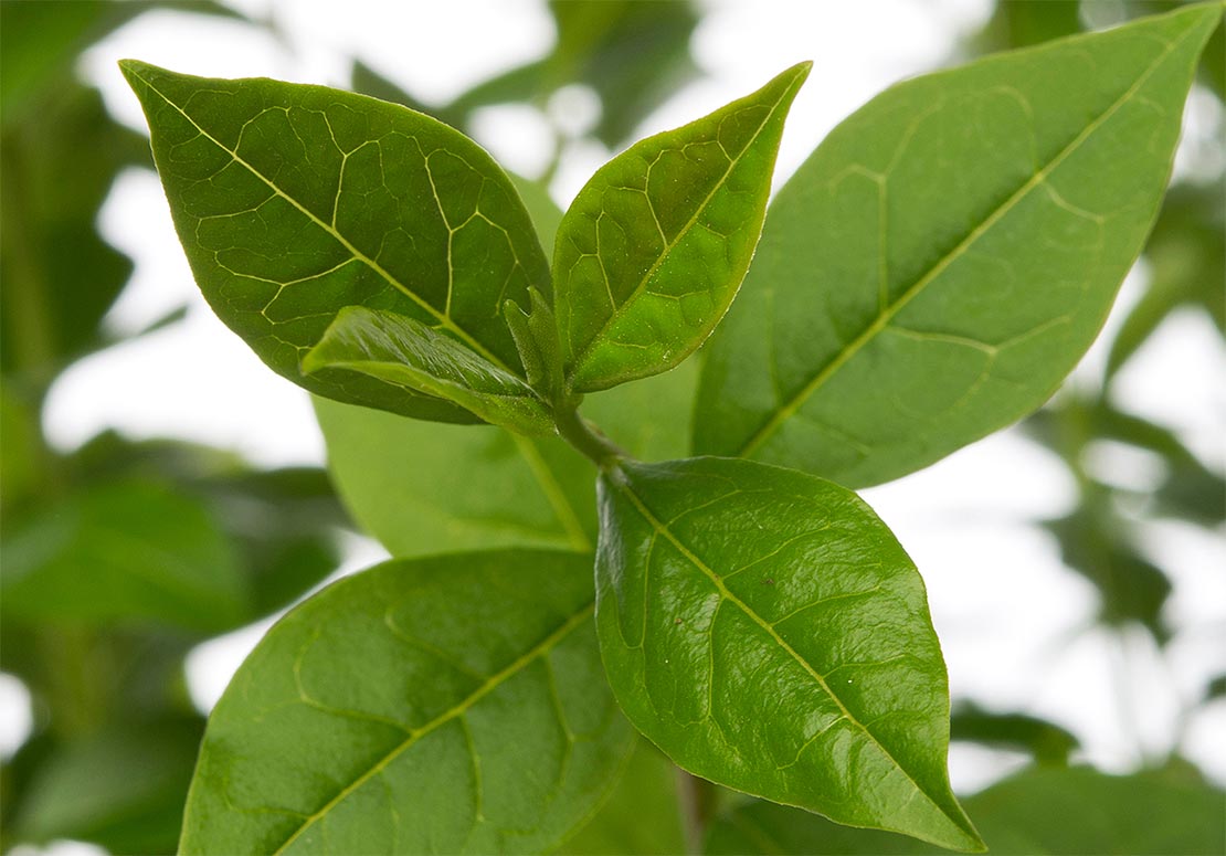 Liguster– Ligustrum ovalifolium