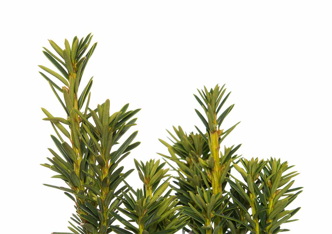 Venijnboom (Taxus baccata)