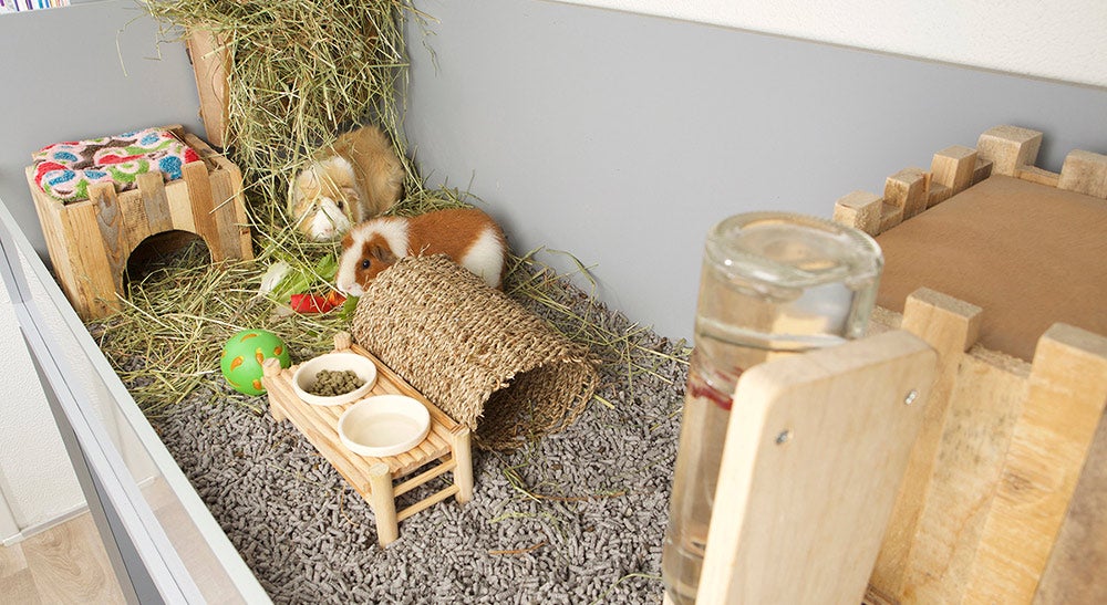 Cavia's in hok