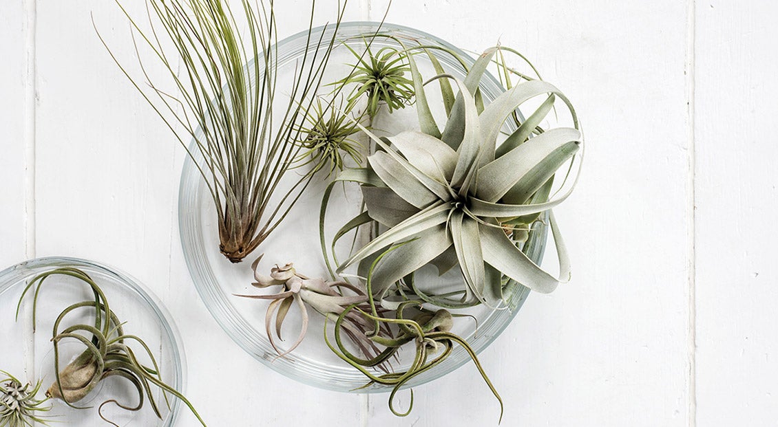 Tillandsia