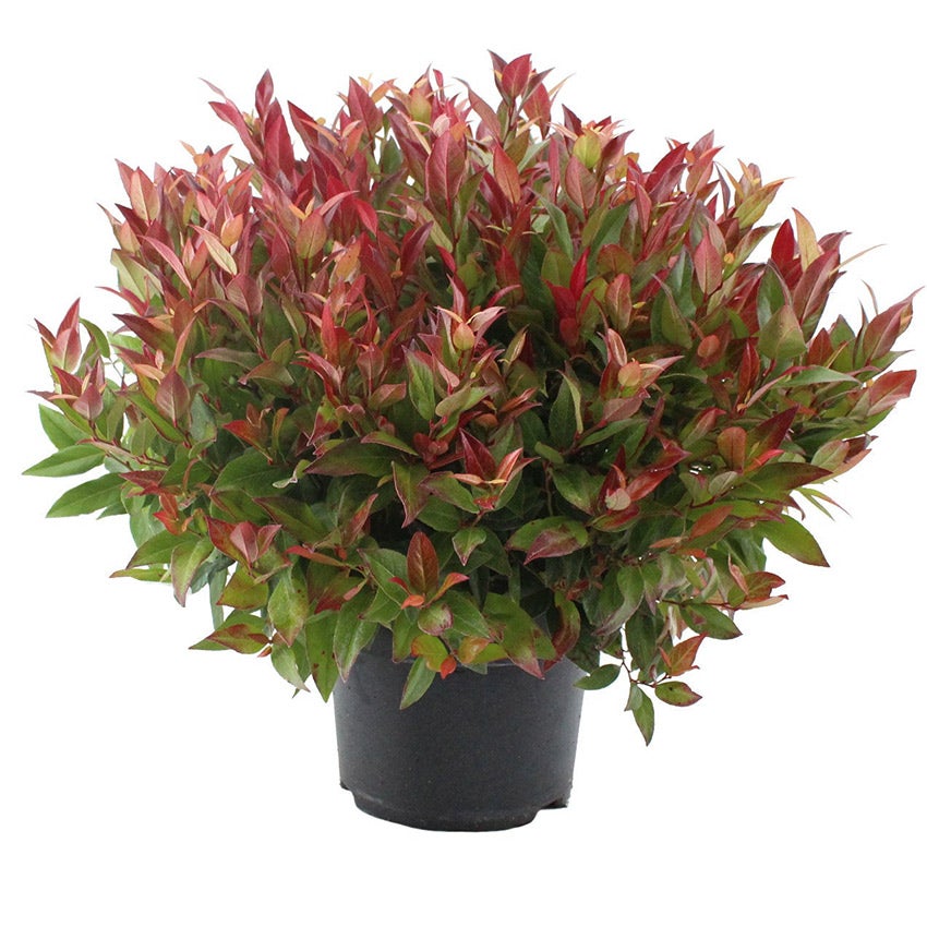 Druifheide (Leucothoe axillaris 'Zeblid')