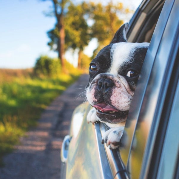 Hond op hondenkussen buiten