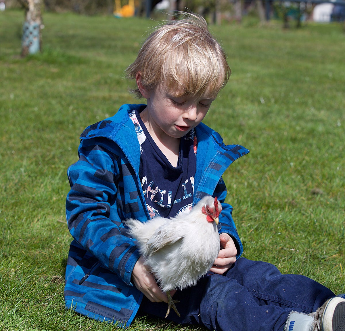 Knuffelen met een kip