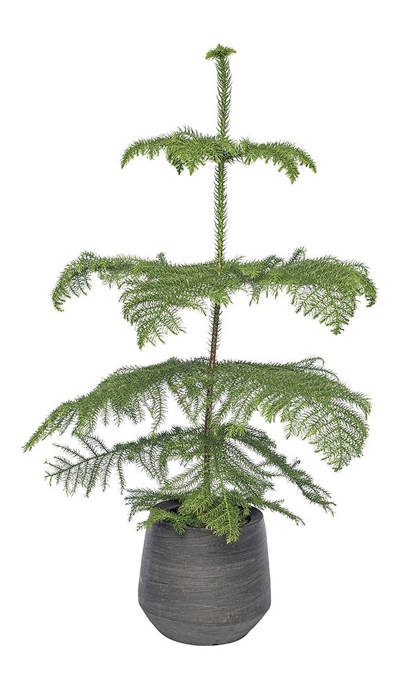 Kamerden (Araucaria heterophylla)