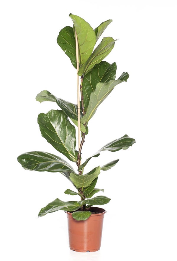 Vioolbladplant (Ficus lyrata)