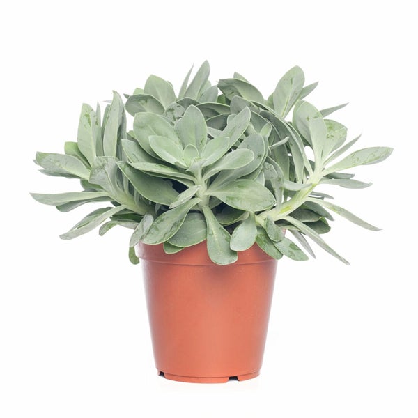 Kruiskruid (Senecio) in de Intratuin webshop