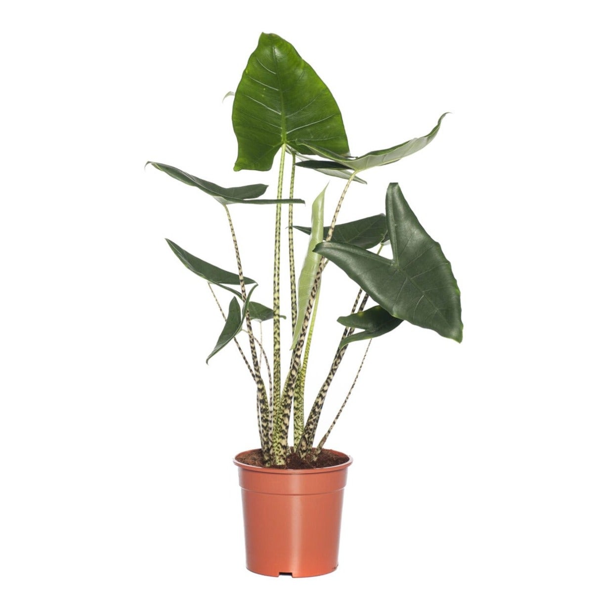 Olifantsoor (Alocasia zebrina)