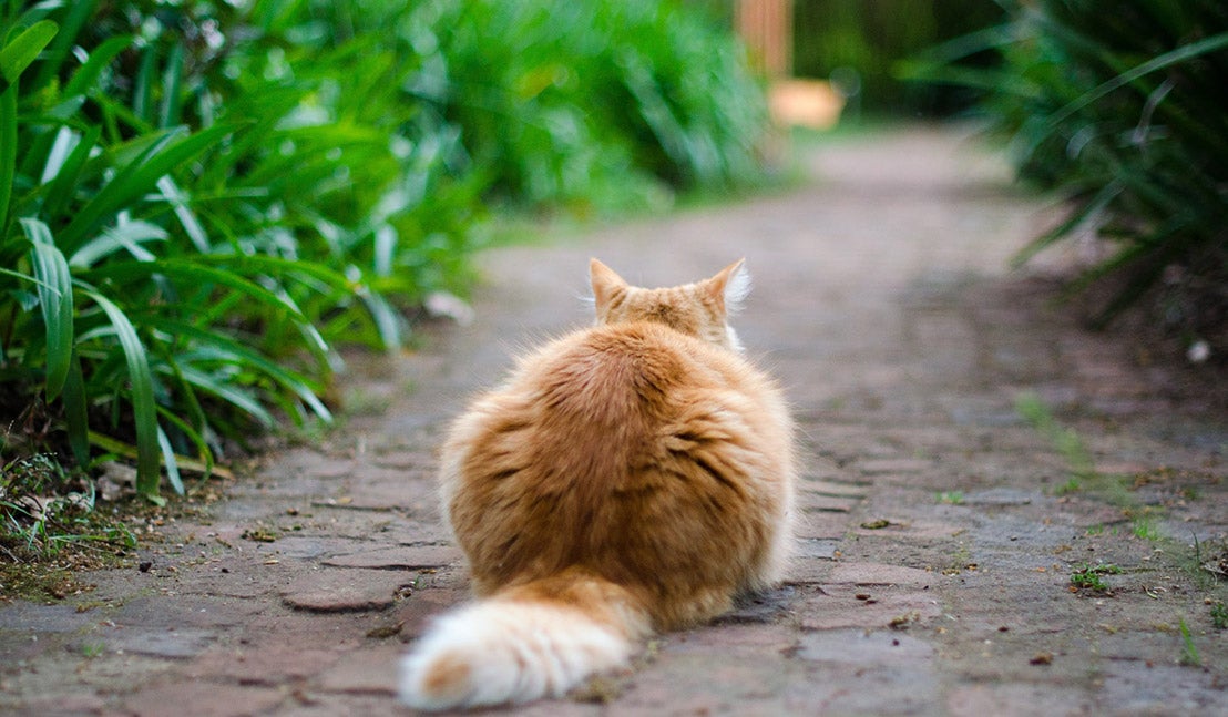 Kat in de tuin