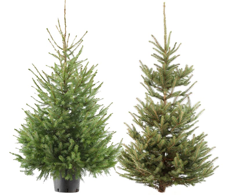 Kerstboom soorten welke dennenboom past bij jou? Intratuin