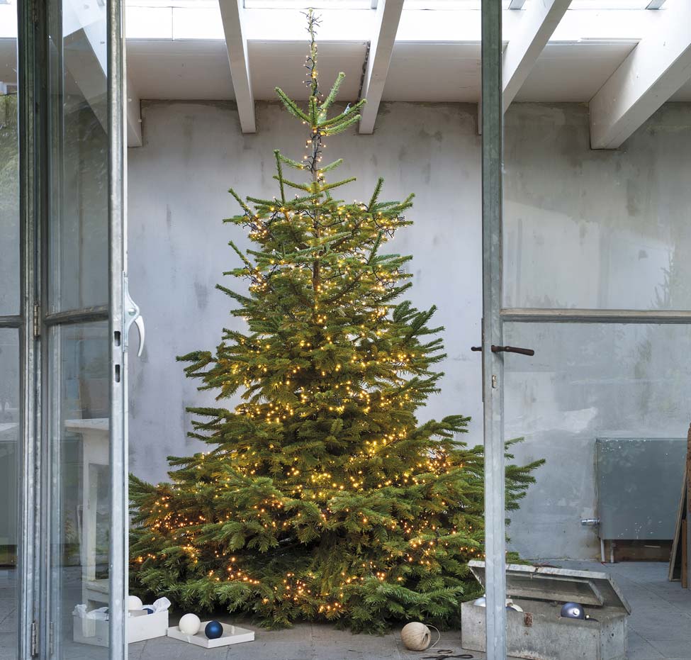 Kerstboom soorten welke dennenboom past bij jou? Intratuin
