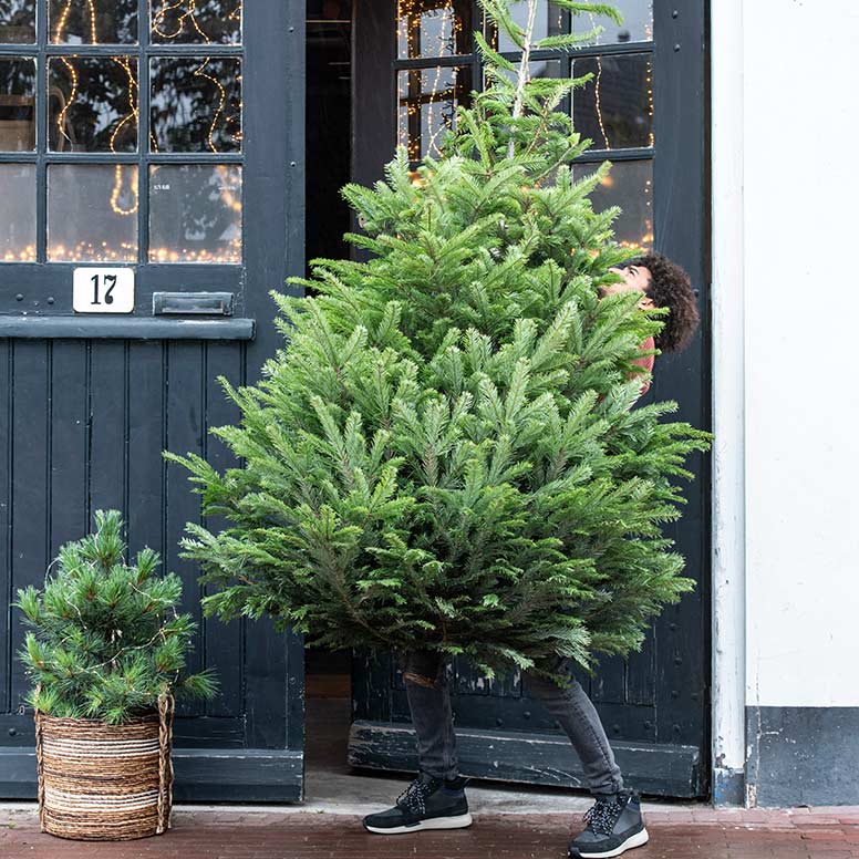 Echte kerstboom kopen