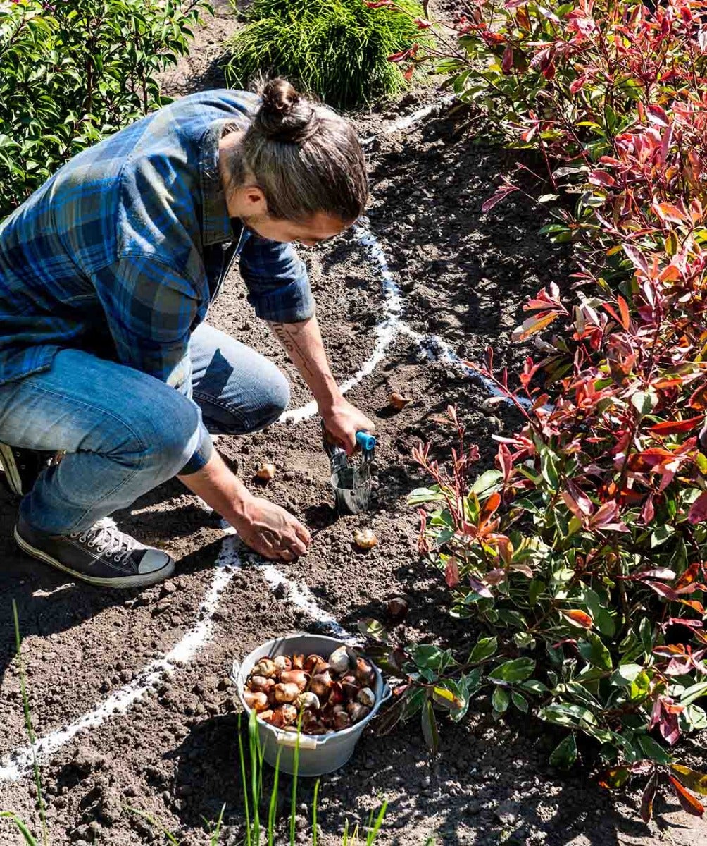 Voorjaarsbloeiende bollen aanplanten