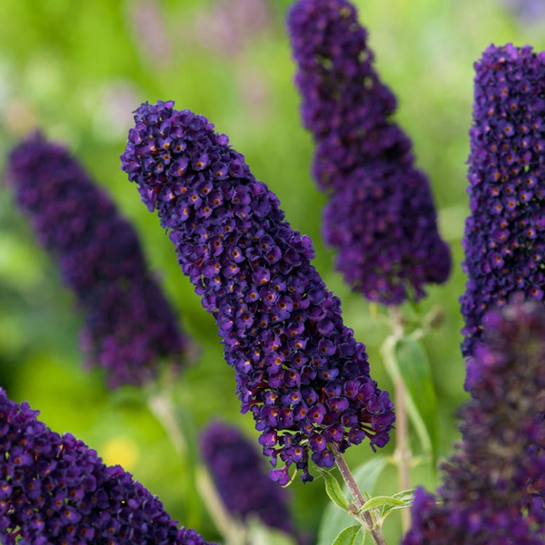 Vlinderstruik (Buddleja davidii ‘Black knight’)