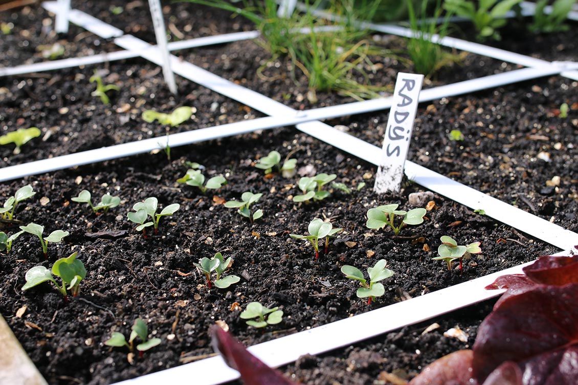 Radijs in de Makkelijke Moestuin