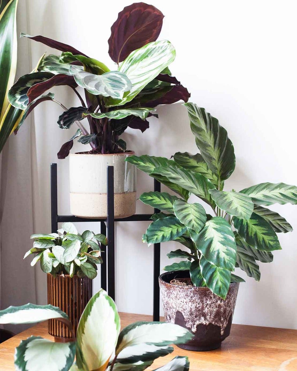 Calathea soorten