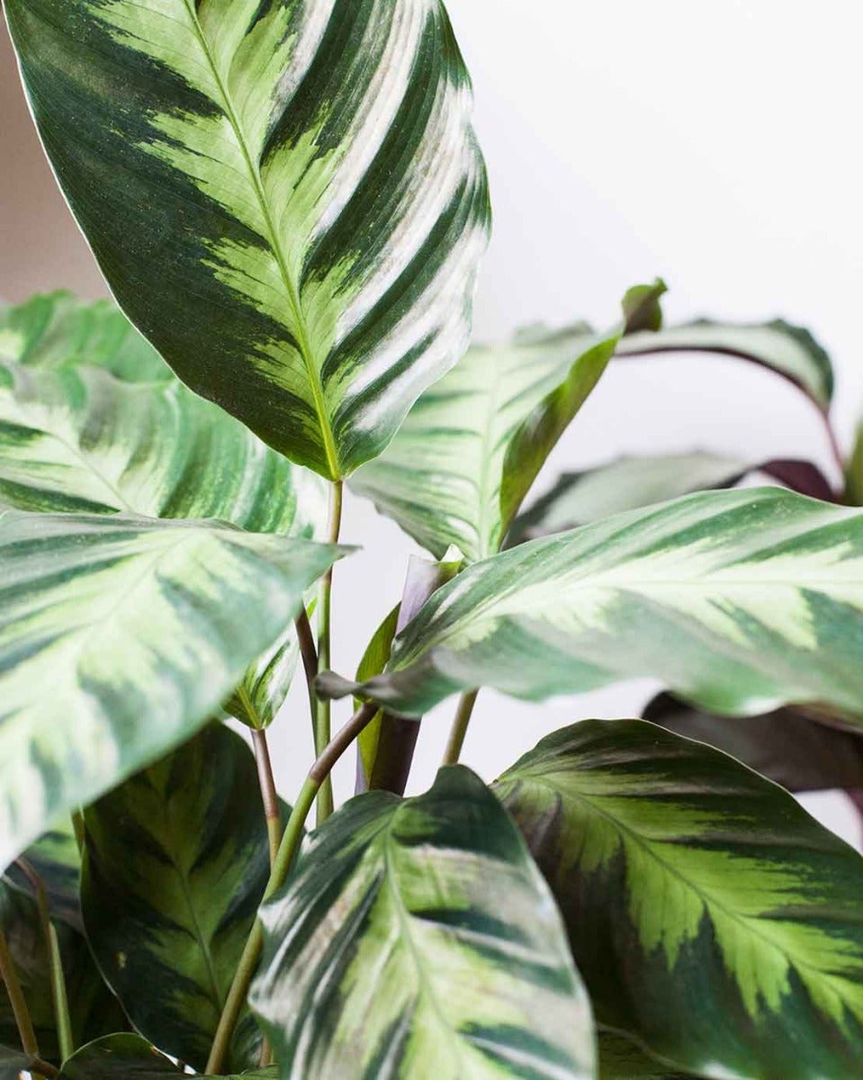 Calathea