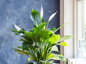 Bloeiende kamerplanten