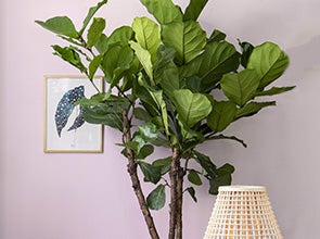 Ficus