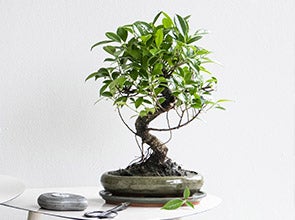 Bonsai planten