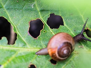 Plantenbescherming