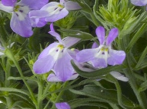 Lobelia