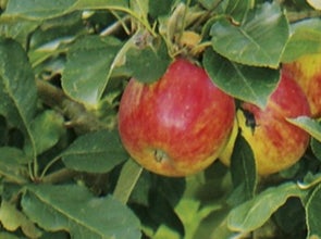 Fruitbomen en -struiken