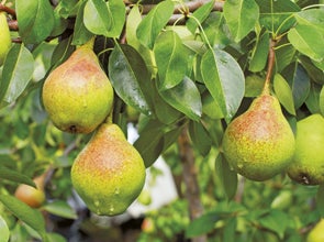 Fruitbomen en -struiken