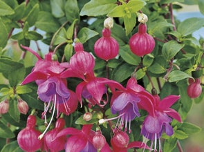 Hangplanten