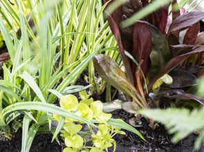 Waterplanten