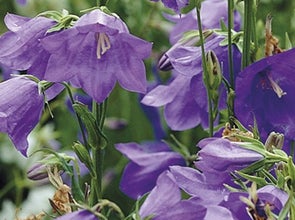 Campanula