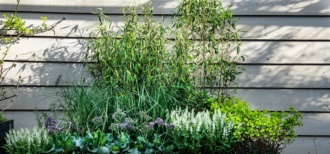 Gemaakt om te onthouden Frustrerend bonen Bamboe (Fargesia) buiten planten, snoeien, verzorging • Intratuin