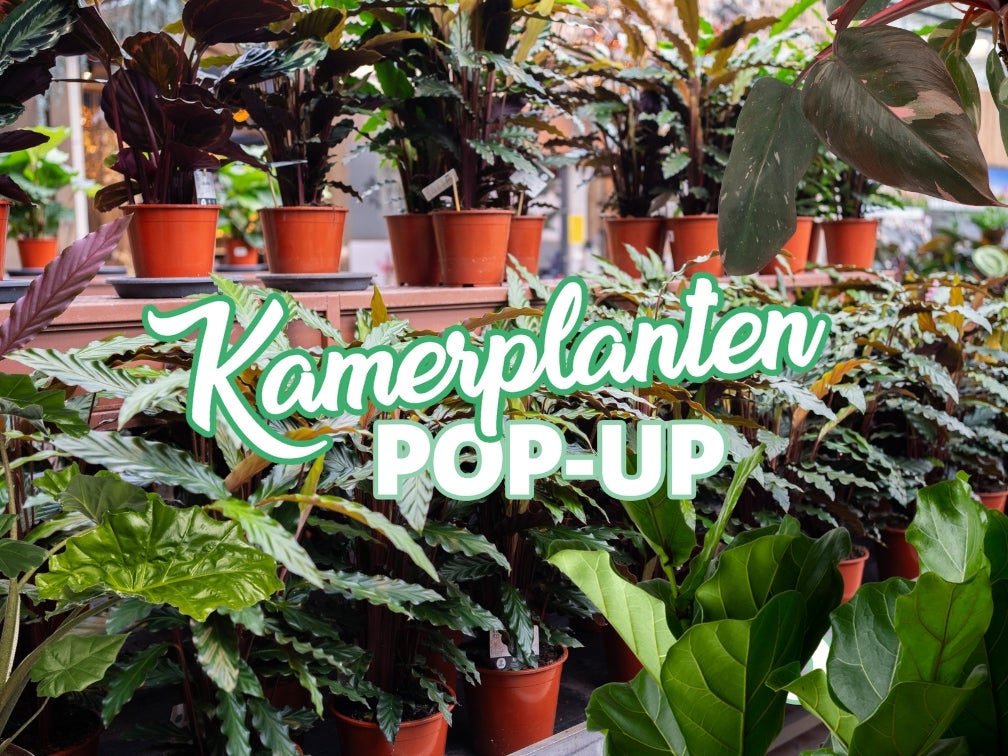 Kamerplanten pop-up