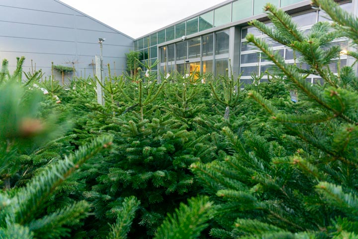 Echte bomen!