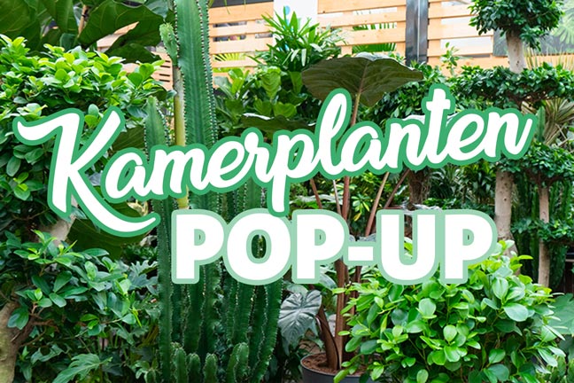 Kamerplanten pop-up