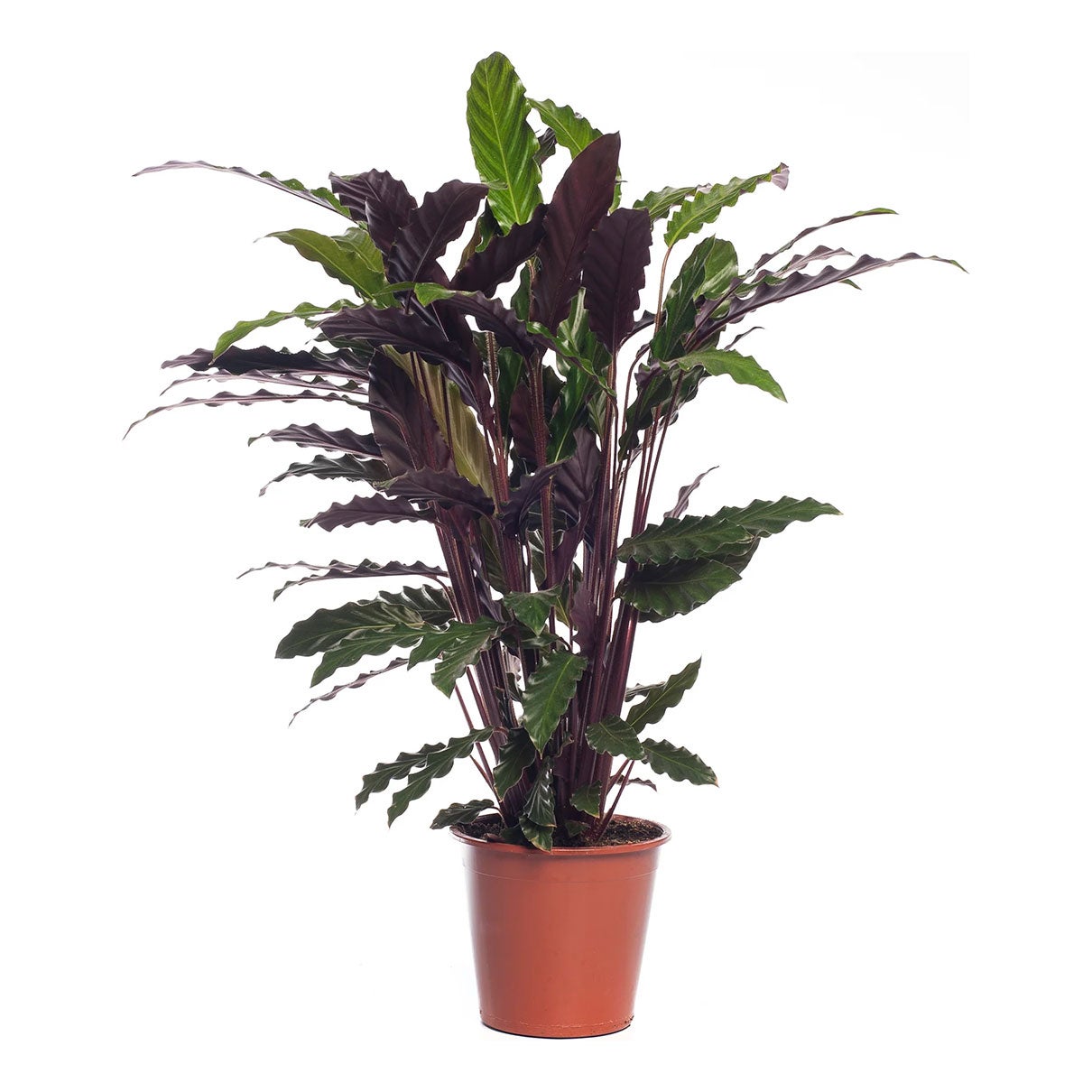 Philodendron xanadu