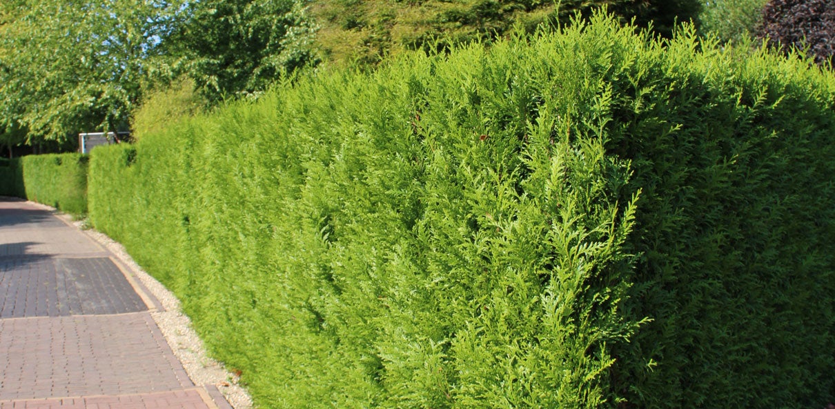 Conifeer Cryptomeria Japonica