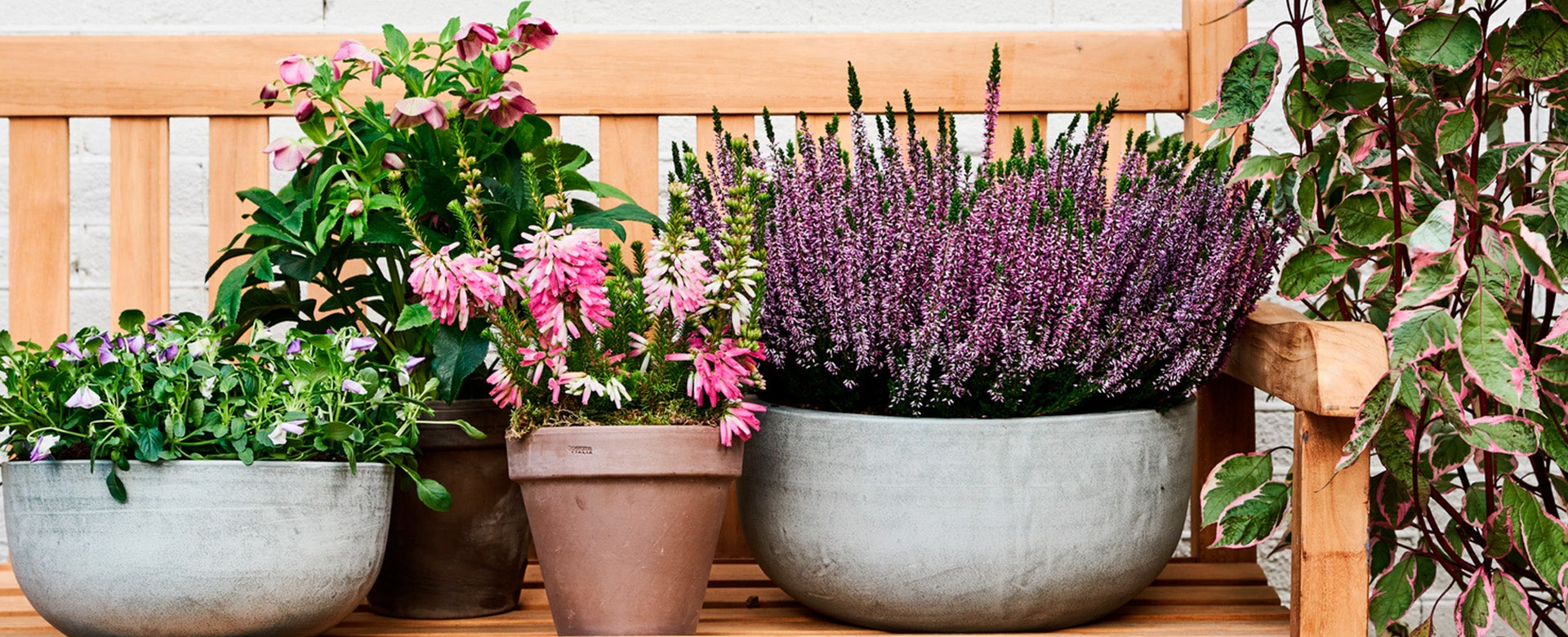 Tuinplanten