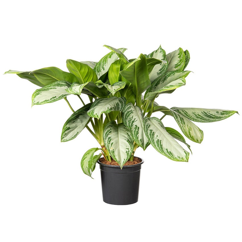 Aglaonema (Aglaonema 'Silver Bay')