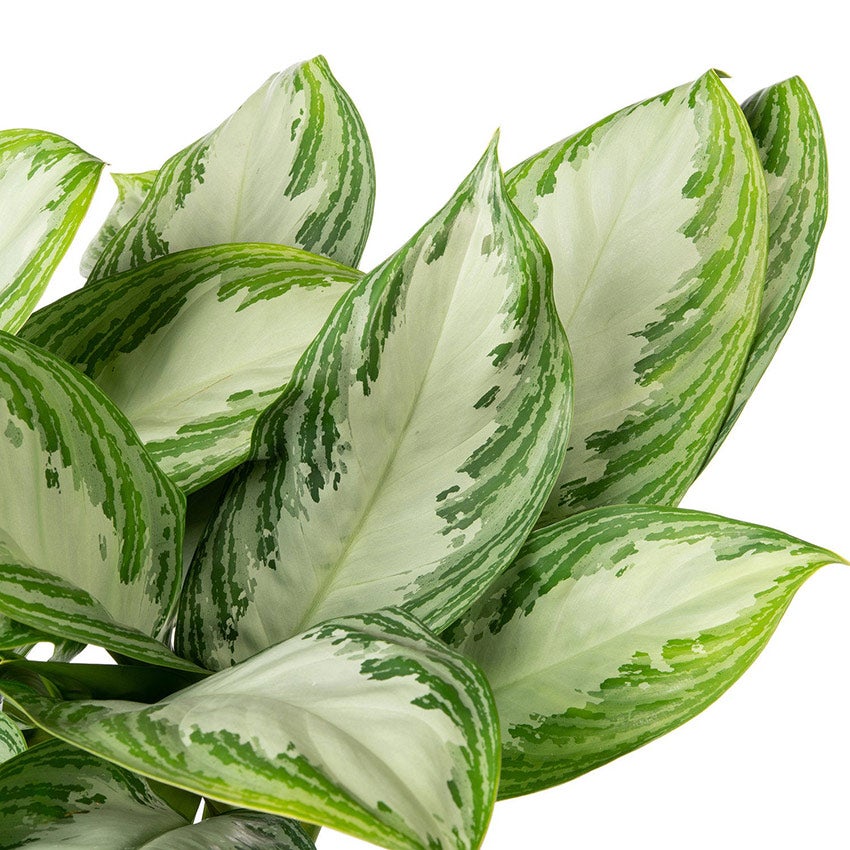 Aglaonema (Aglaonema 'Silver Bay')