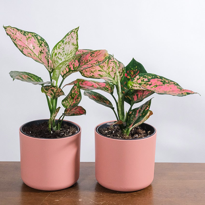 Aglaonema (Aglaonema 'Spotted Star')