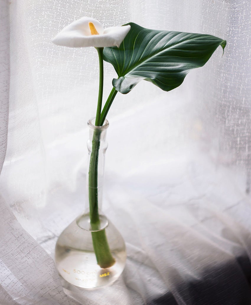 Aronskelk / Calla (Zantedeschia) in een vaas