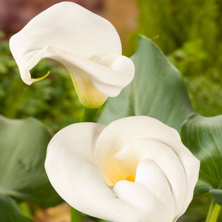 Moeras aronskelk (Zantedeschia aethiopica)