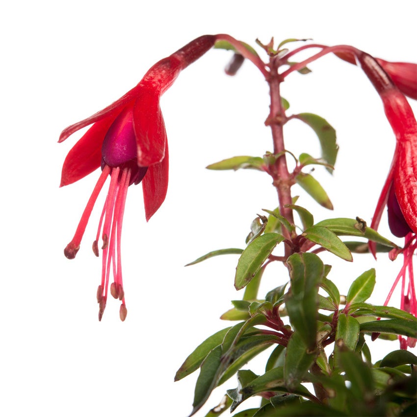 Bellenplant (Fuchsia microphylla ‘David’)