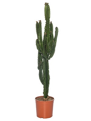 Cactussen water geven