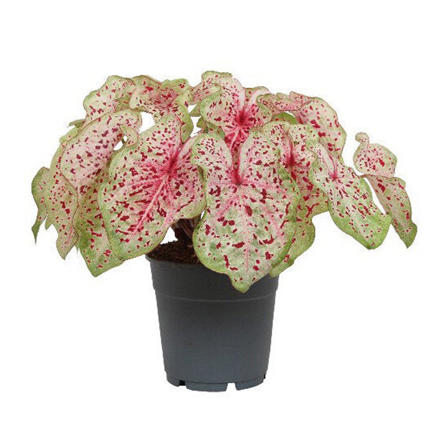 Caladium (Caladium 'Miss Muffet')