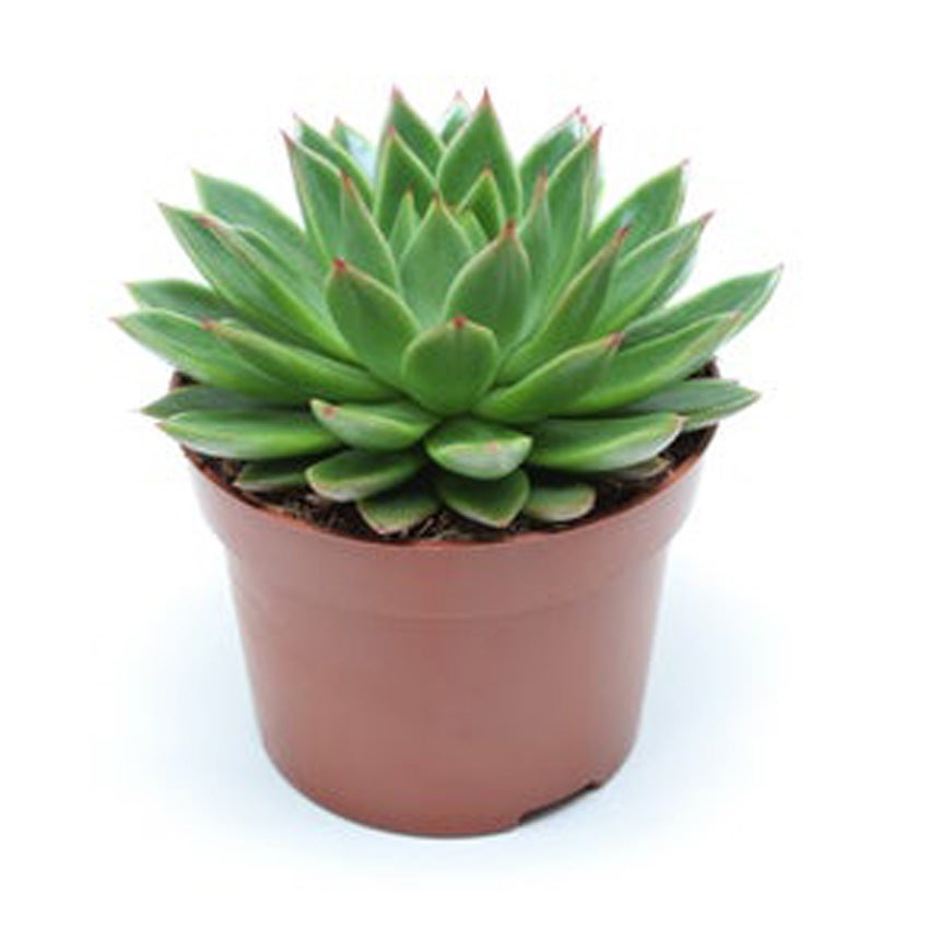 Echeveria agavoides