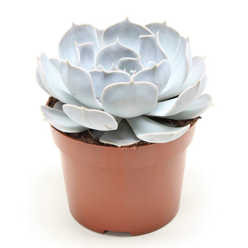 Echeveria lilacina